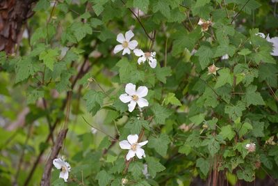 Rubus trilobus, photographed by Neptalí Ramírez Marcial
