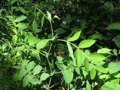 Lathyrus davidii, photographed by Repina Tatyana
