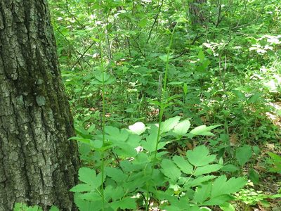 Actaea dahurica, photographed by Repina Tatyana