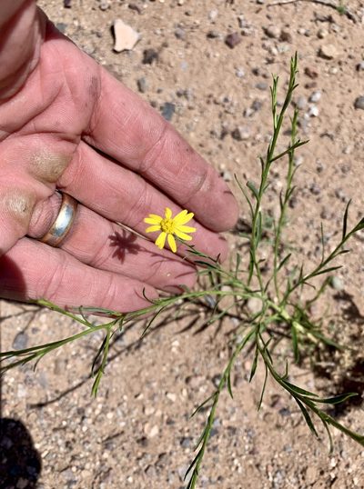 Gutierrezia sphaerocephala, photographed by CK2AZ