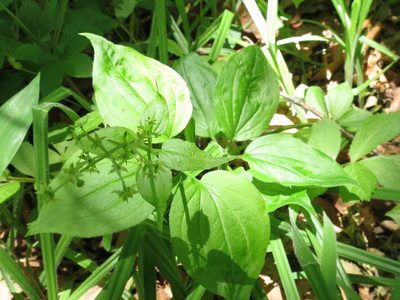 Rubia chinensis, photographed by Repina Tatyana