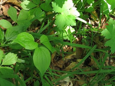 Rubia chinensis, photographed by Repina Tatyana