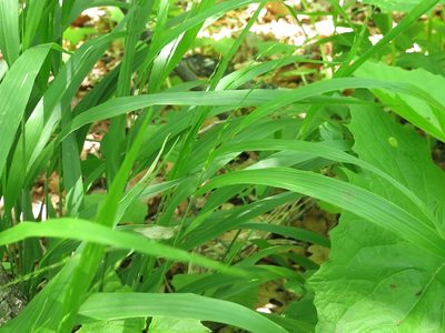 Diarrhena mandshurica, photographed by Repina Tatyana