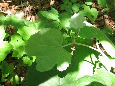 Tilia mandshurica, photographed by Repina Tatyana