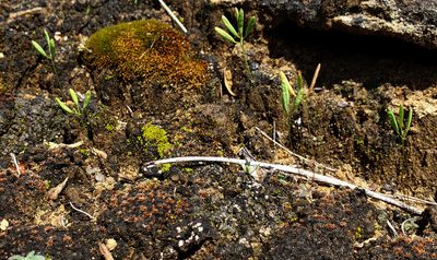 Tomostima reptans, photographed by aarongunnar