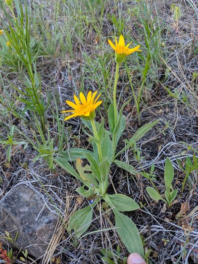 Arnica sororia, photographed by Patrick Sowers