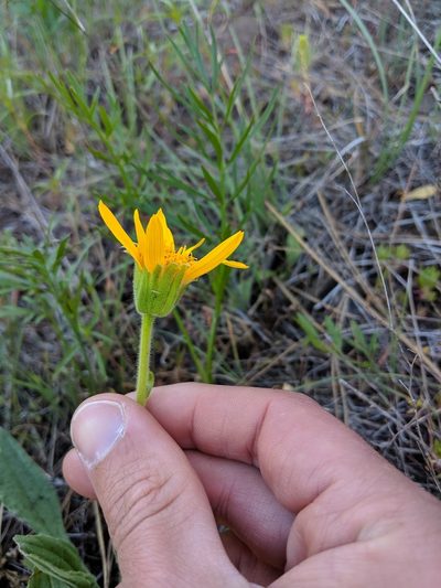 Arnica sororia, photographed by Patrick Sowers