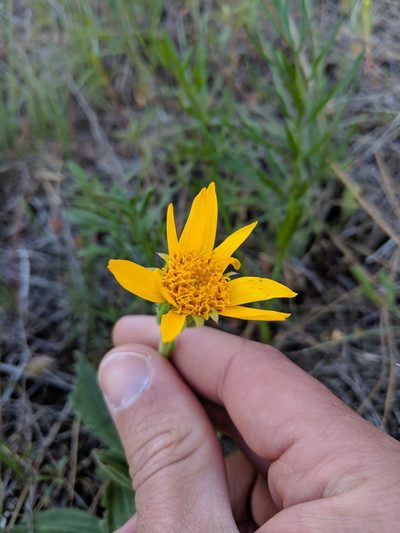 Arnica sororia, photographed by Patrick Sowers