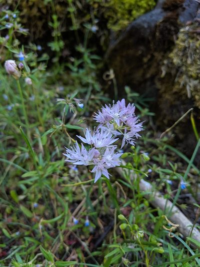 Allium nevii, photographed by Patrick Sowers
