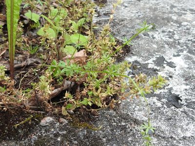 Galium divaricatum, photographed by Sam Kieschnick