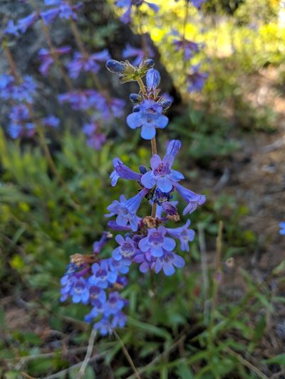 Penstemon attenuatus, photographed by Patrick Sowers