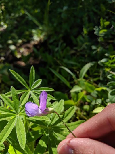 Lathyrus pauciflorus, photographed by Patrick Sowers
