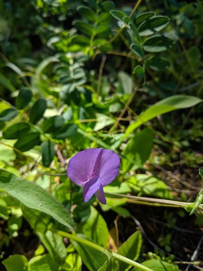 Lathyrus pauciflorus, photographed by Patrick Sowers