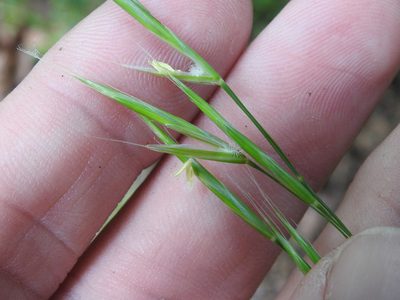 Bromus vulgaris, photographed by Sam Kieschnick
