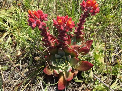 Dudleya palmeri, photographed by David A. Krause