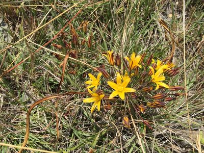Bloomeria humilis, photographed by David A. Krause