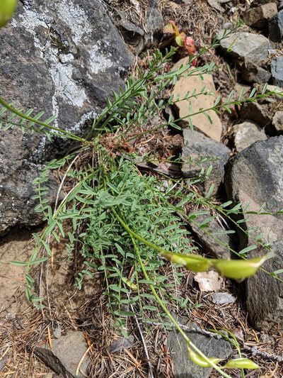 Astragalus reventiformis, photographed by Patrick Sowers