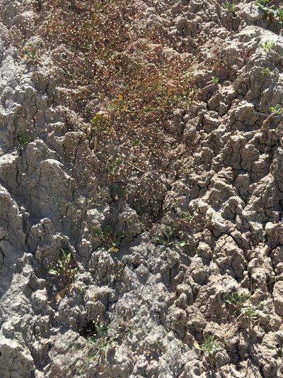 Eriogonum ordii, photographed by Adam J. Searcy