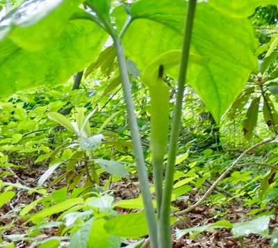 Arisaema pusillum, photographed by John Brew