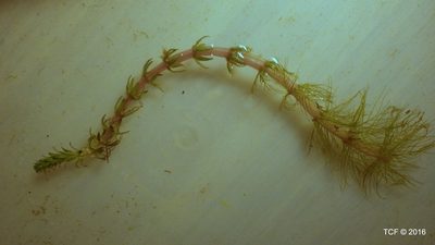 Myriophyllum hippuroides, photographed by Todd Folsom