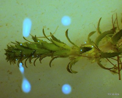 Myriophyllum hippuroides, photographed by Todd Folsom