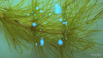 Myriophyllum hippuroides, photographed by Todd Folsom