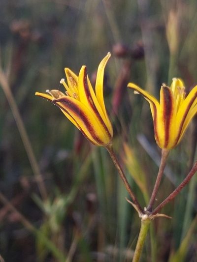 Bloomeria humilis, photographed by Alex Heyman