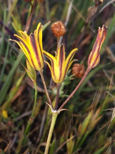 Bloomeria humilis, photographed by Alex Heyman