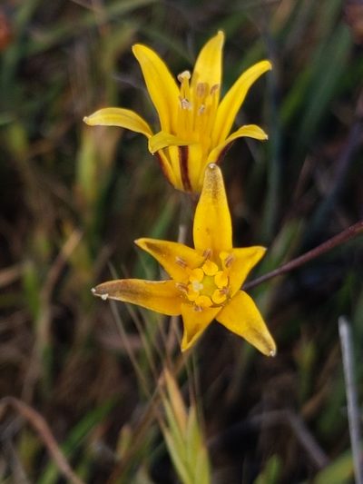 Bloomeria humilis, photographed by Alex Heyman