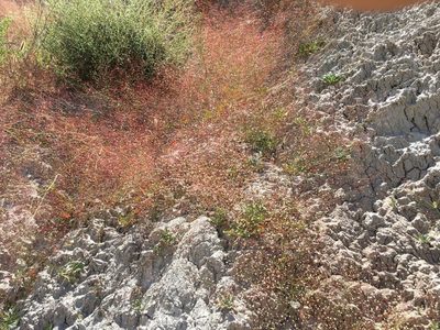Eriogonum ordii, photographed by Adam J. Searcy