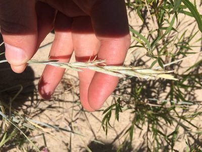 Elymus lanceolatus, photographed by Derek