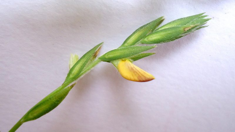 Zornia latifolia, photographed by russiannaturalistbrazil