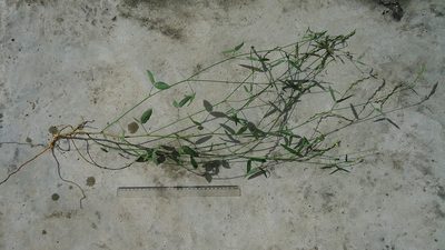 Zornia latifolia, photographed by russiannaturalistbrazil