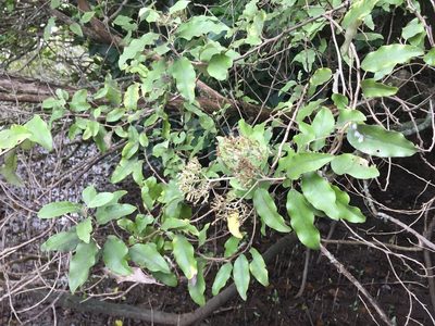 Olearia albida, photographed by nick_goldwater