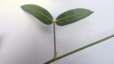 Zornia latifolia, photographed by russiannaturalistbrazil