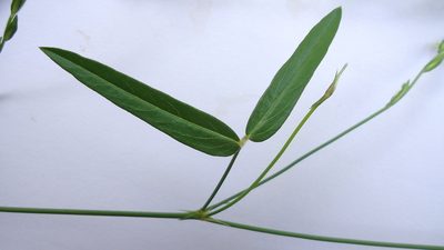 Zornia latifolia, photographed by russiannaturalistbrazil