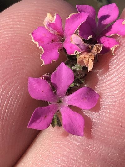 Acmadenia laxa, photographed by Dave U
