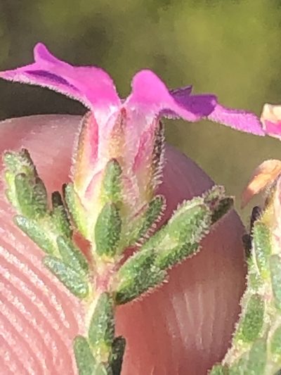 Acmadenia laxa, photographed by Dave U