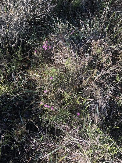 Acmadenia laxa, photographed by Dave U