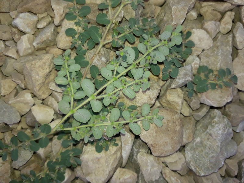 Euphorbia granulata, photographed by Nasser Halaweh