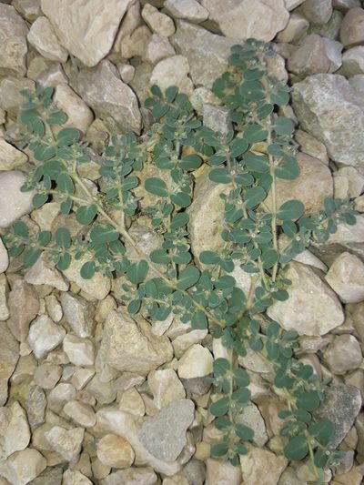 Euphorbia granulata, photographed by Nasser Halaweh