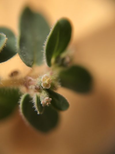 Euphorbia granulata, photographed by Nasser Halaweh