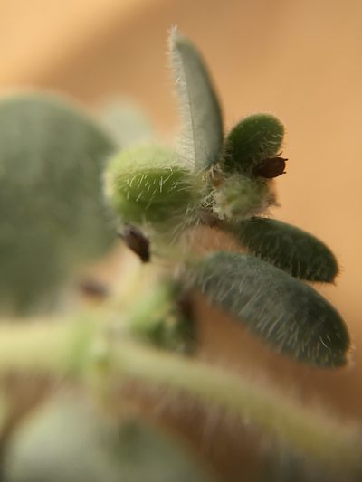 Euphorbia granulata, photographed by Nasser Halaweh