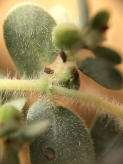 Euphorbia granulata, photographed by Nasser Halaweh