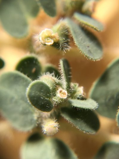 Euphorbia granulata, photographed by Nasser Halaweh