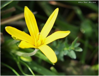 Gagea granatellii, photographed by Aissa Djamel Filali