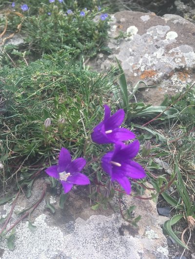 Campanula saxifraga, photographed by simon1988