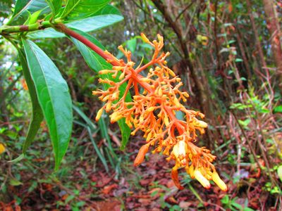 Palicourea triphylla, photographed by Guillermo J. Fadul R.