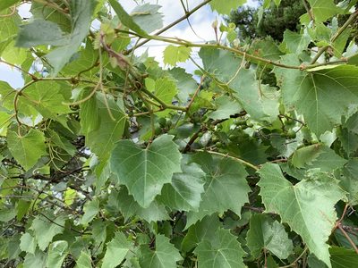 Vitis monticola, photographed by CK2AZ