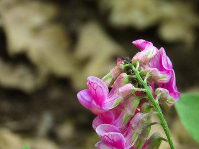 Lathyrus venetus, photographed by Emanuele Santarelli